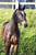 Horse ad