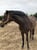 Horse ad