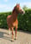 Paardadvertentie