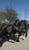 Annuncio cavallo