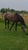 Horse ad