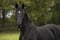 Horse ad