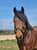 Horse ad