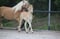 Annuncio cavallo