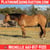 Anuncio de caballos