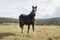 Horse ad