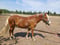 Annonce cheval