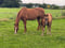 Paardadvertentie