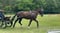 Annonce cheval