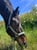 Horse ad