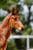 Annuncio cavallo