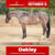 Paardadvertentie