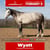 Horse ad