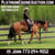 Horse ad