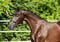 Annuncio cavallo