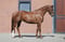 Annuncio cavallo
