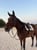 Annuncio cavallo