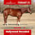 Horse ad