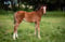 Annuncio cavallo