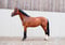 Paardadvertentie