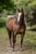 Annuncio cavallo