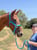 Horse ad