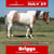 Horse ad