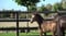 Horse ad
