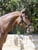 Annonce cheval