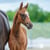Horse ad