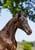 Annuncio cavallo