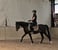 Horse ad