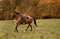 Annuncio cavallo