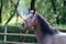 Annuncio cavallo