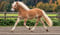 Annuncio cavallo