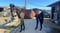 Horse ad