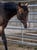 Horse ad