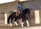Horse ad