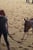 Annonce cheval