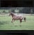 Horse ad