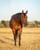 Horse ad