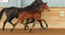 Annuncio cavallo