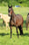 Horse ad