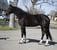 Annuncio cavallo