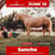 Horse ad