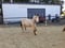 Horse ad