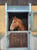 Horse ad
