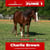 Annuncio cavallo