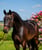 Horse ad