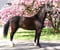 Horse ad